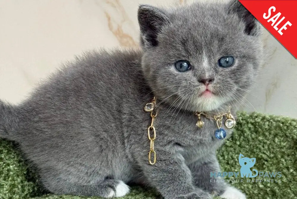 Blue British Shorthair male blue with white live animals
