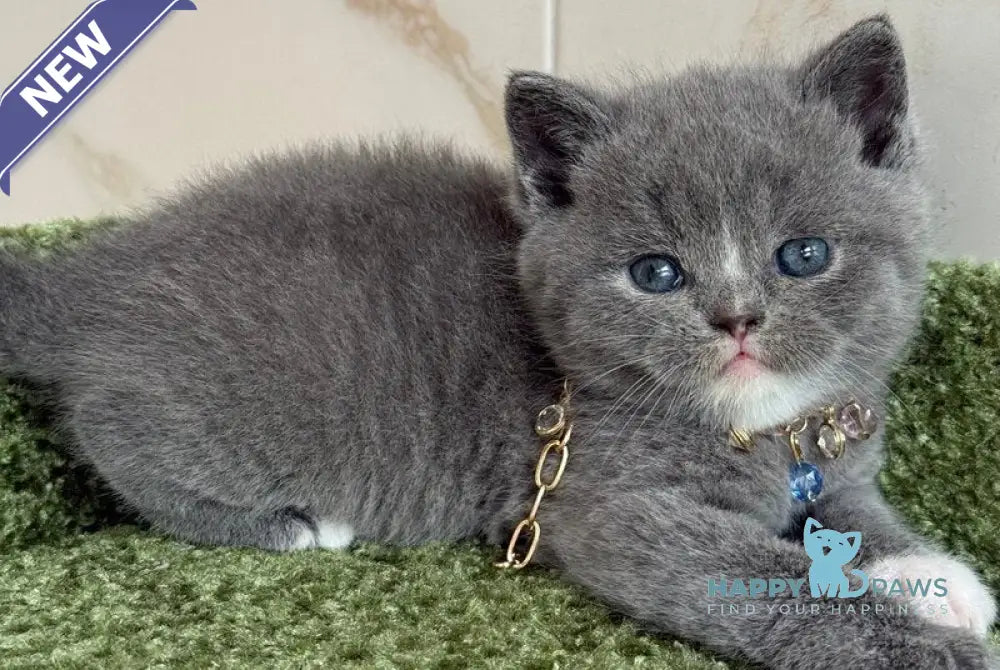 Blue British Shorthair male blue with white live animals