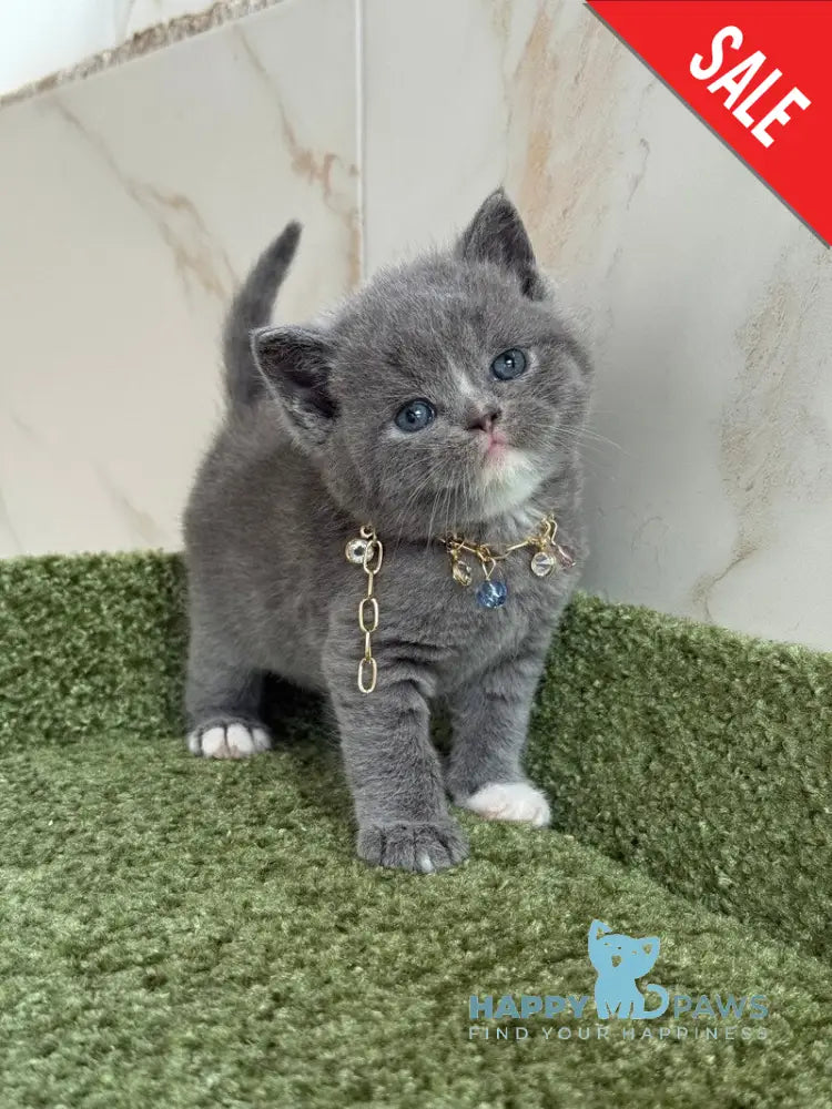 Blue British Shorthair male blue with white live animals