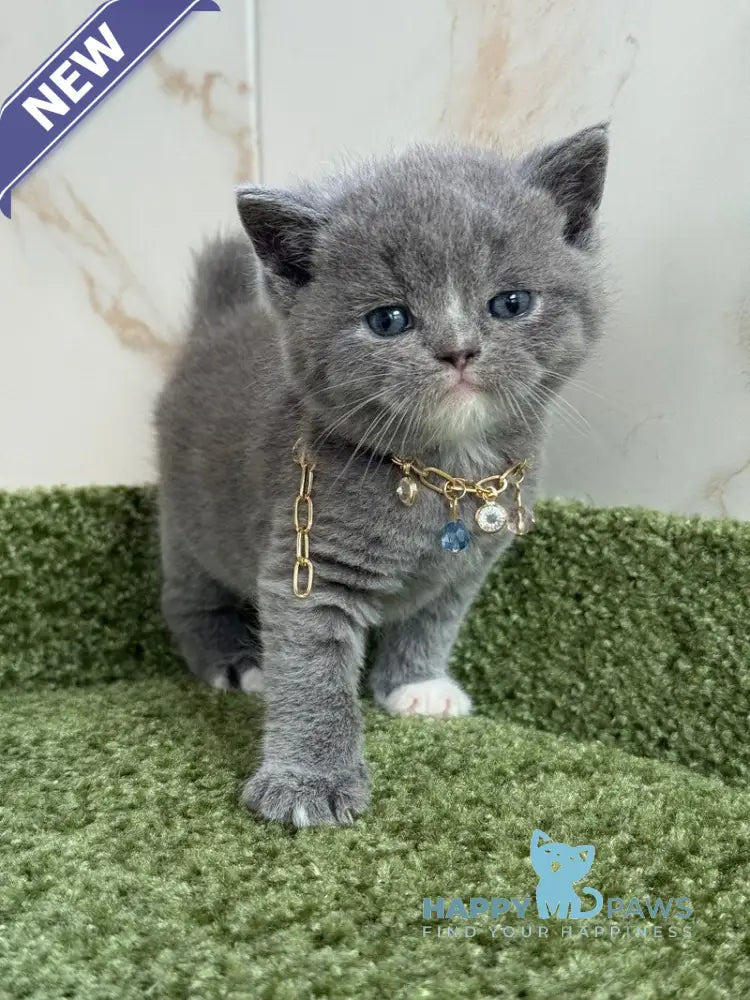 Blue British Shorthair male blue with white live animals