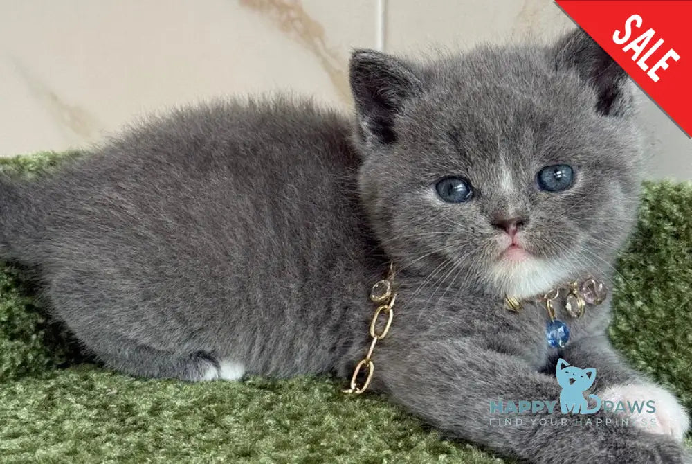 Blue British Shorthair male blue with white live animals