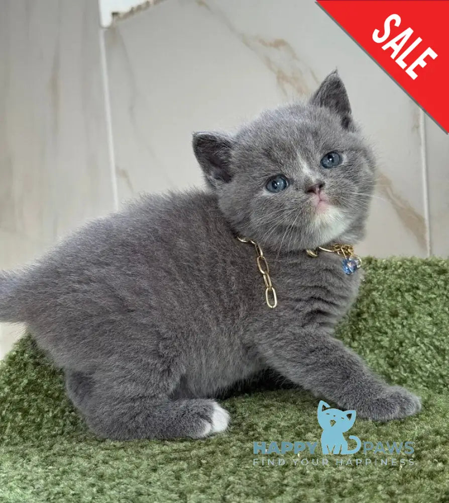 Blue British Shorthair male blue with white live animals