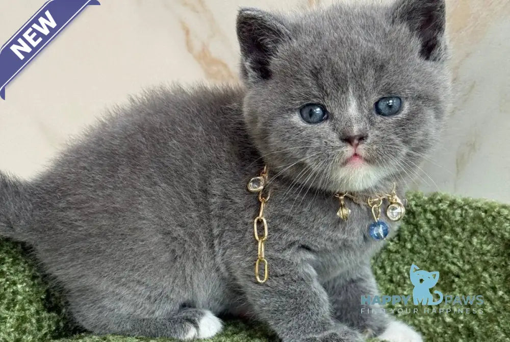 Blue British Shorthair male blue with white live animals