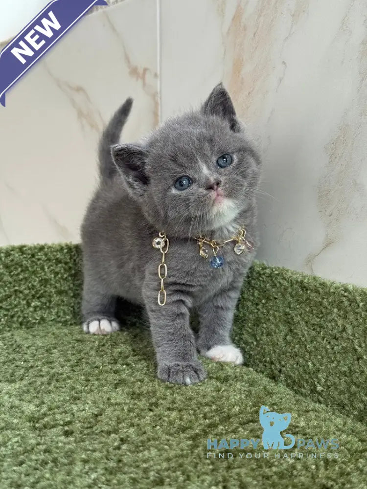 Blue British Shorthair male blue with white live animals
