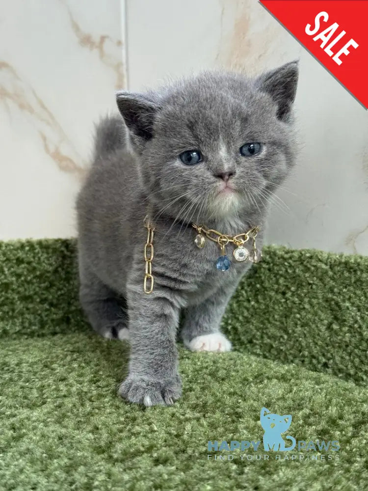 Blue British Shorthair male blue with white live animals