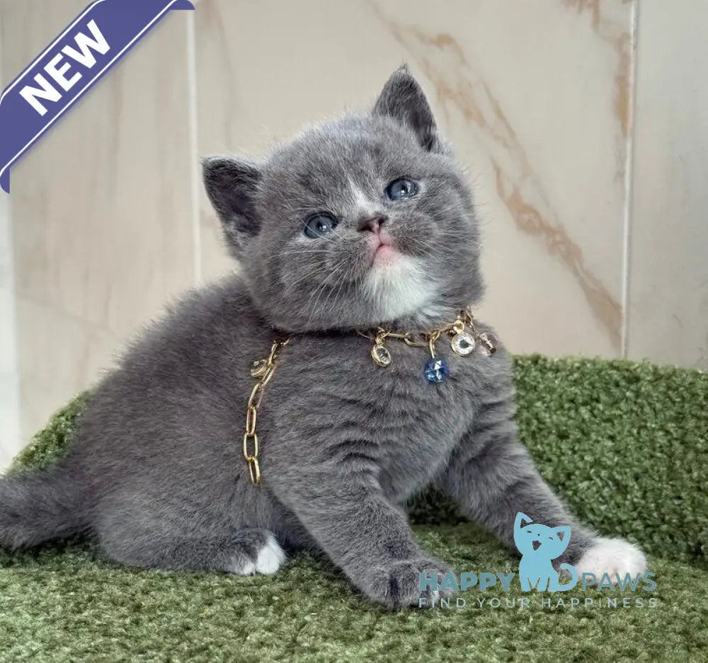 Blue British Shorthair male blue with white live animals