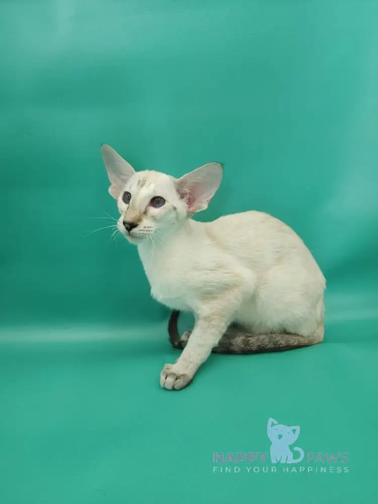 Blue moon Siamese female blue tortie live animals