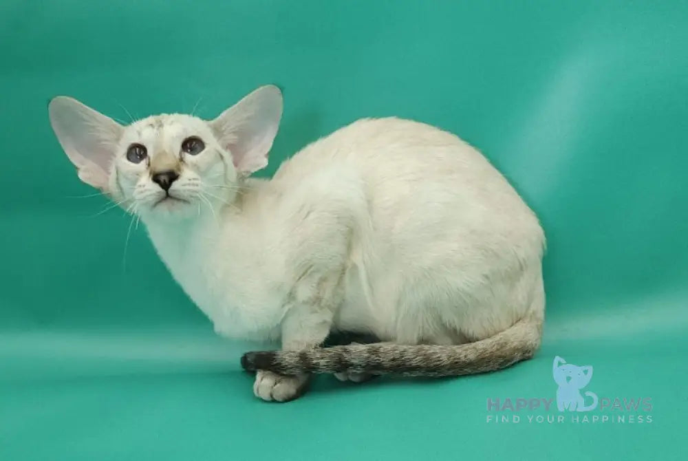 Blue moon Siamese female blue tortie live animals