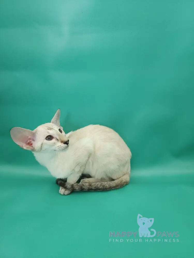 Blue moon Siamese female blue tortie live animals