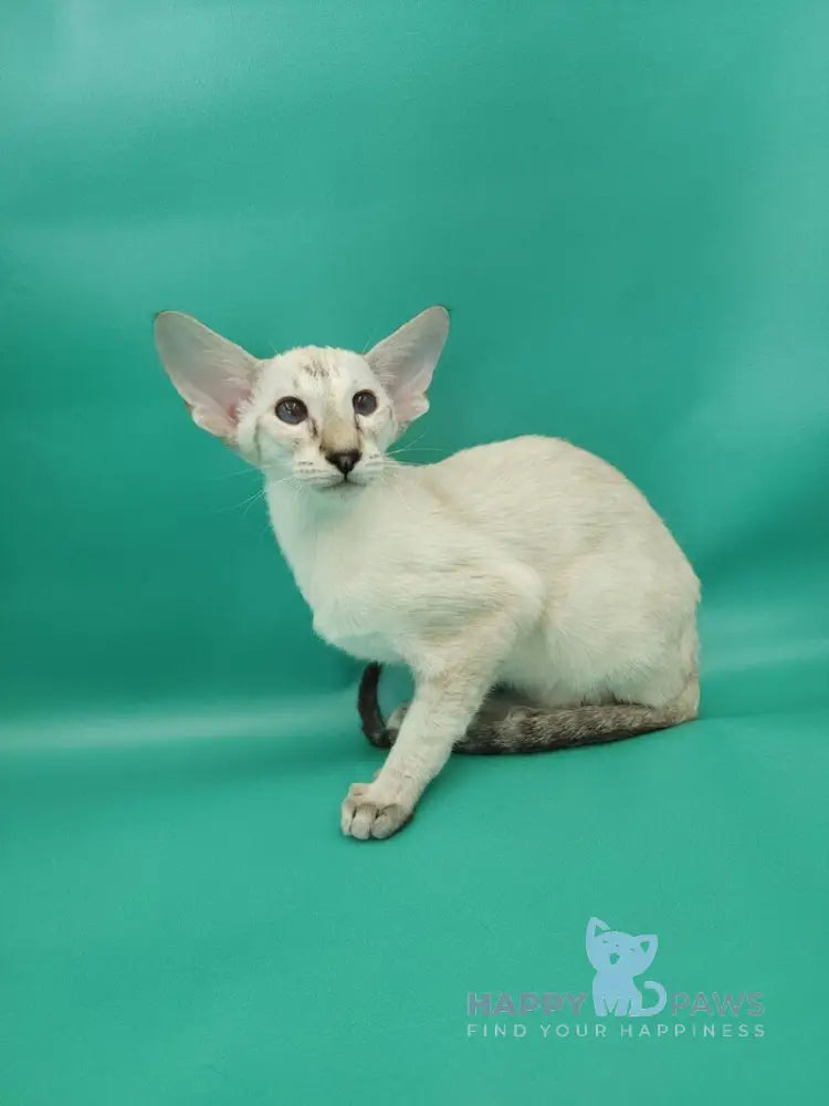 Blue moon Siamese female blue tortie live animals