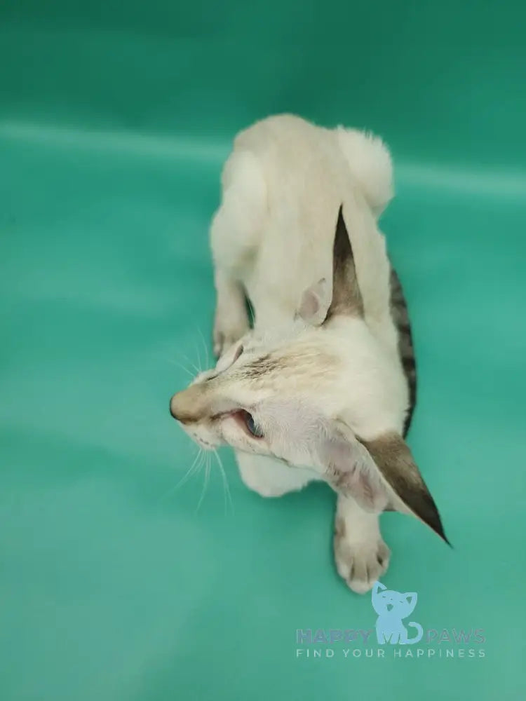 Blue moon Siamese female blue tortie live animals