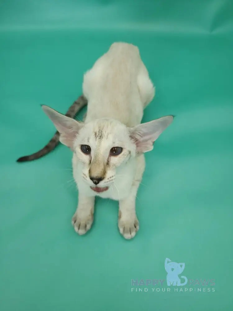 Blue moon Siamese female blue tortie live animals