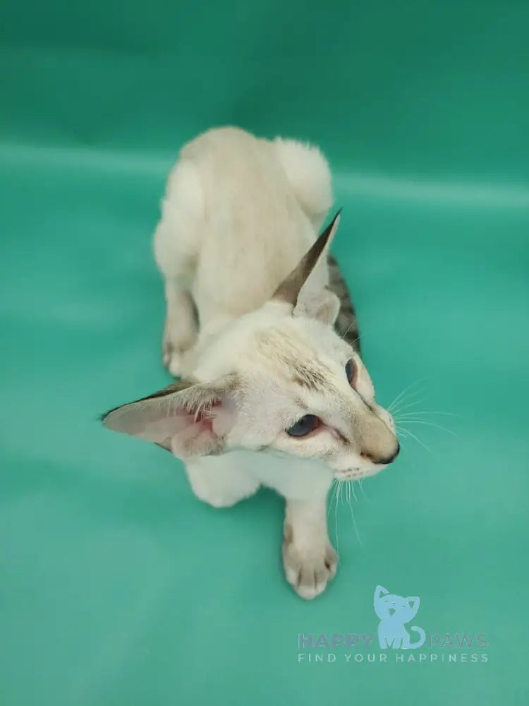 Blue moon Siamese female blue tortie live animals