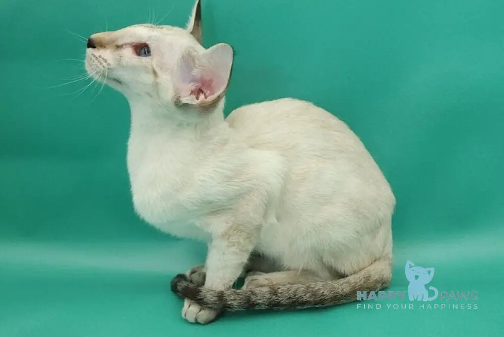 Blue moon Siamese female blue tortie live animals