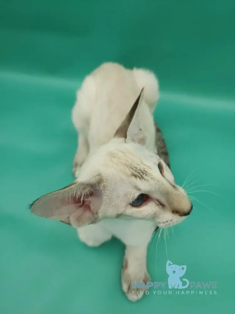 Blue moon Siamese female blue tortie live animals