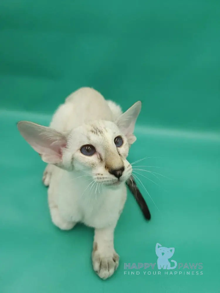 Blue moon Siamese female blue tortie live animals