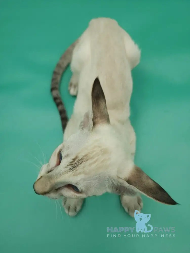 Blue moon Siamese female blue tortie live animals