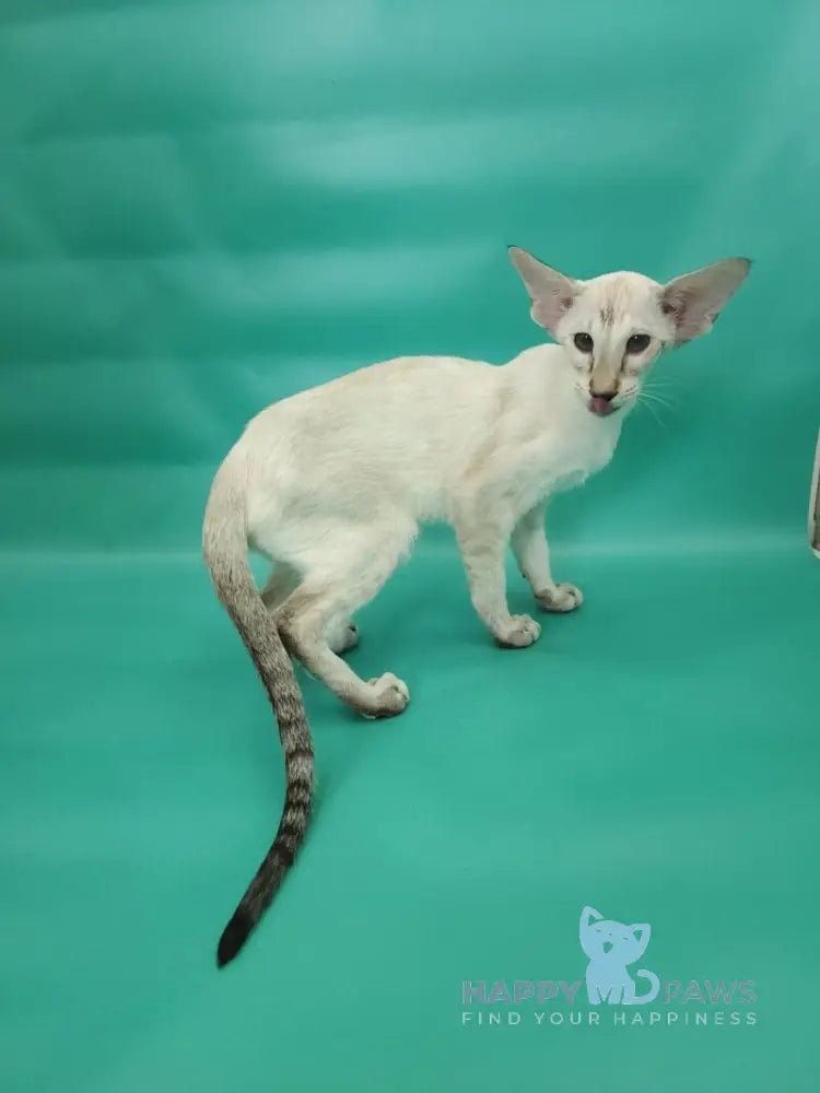 Blue moon Siamese female blue tortie live animals