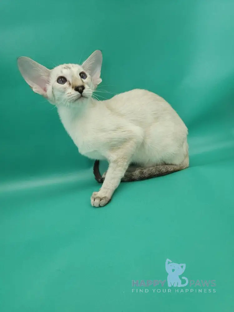 Blue moon Siamese female blue tortie live animals