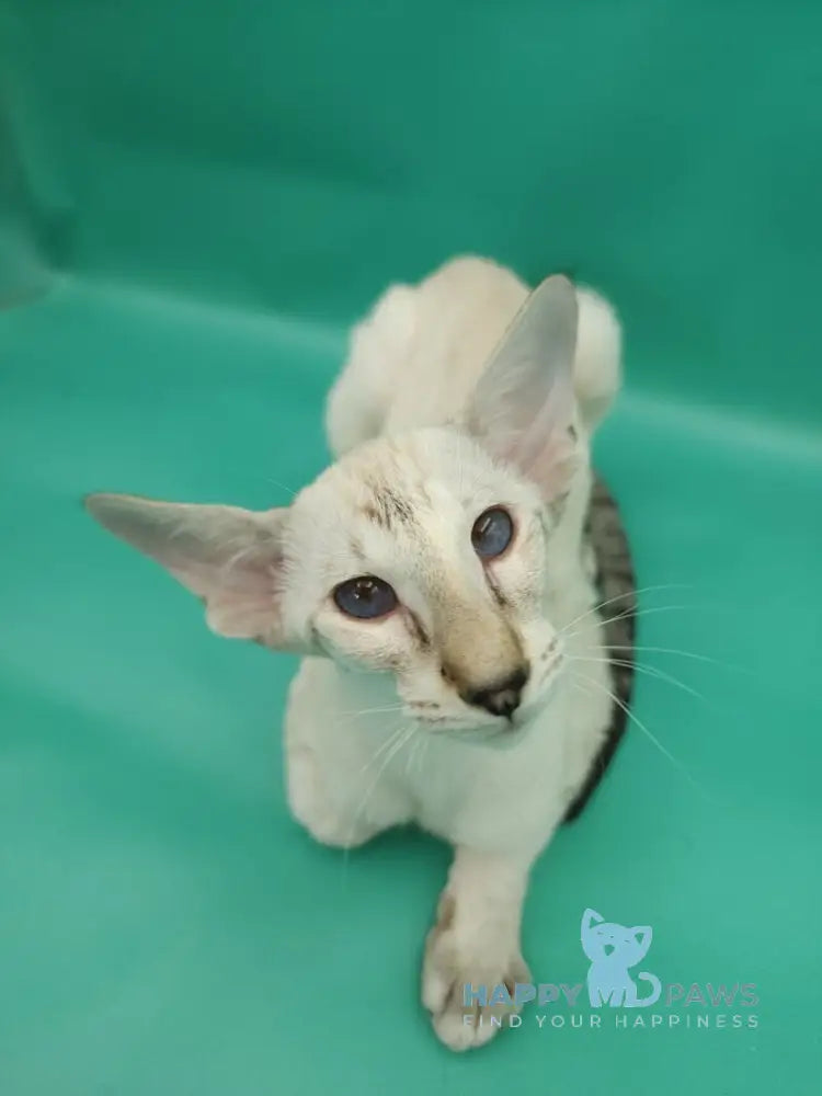 Blue moon Siamese female blue tortie live animals