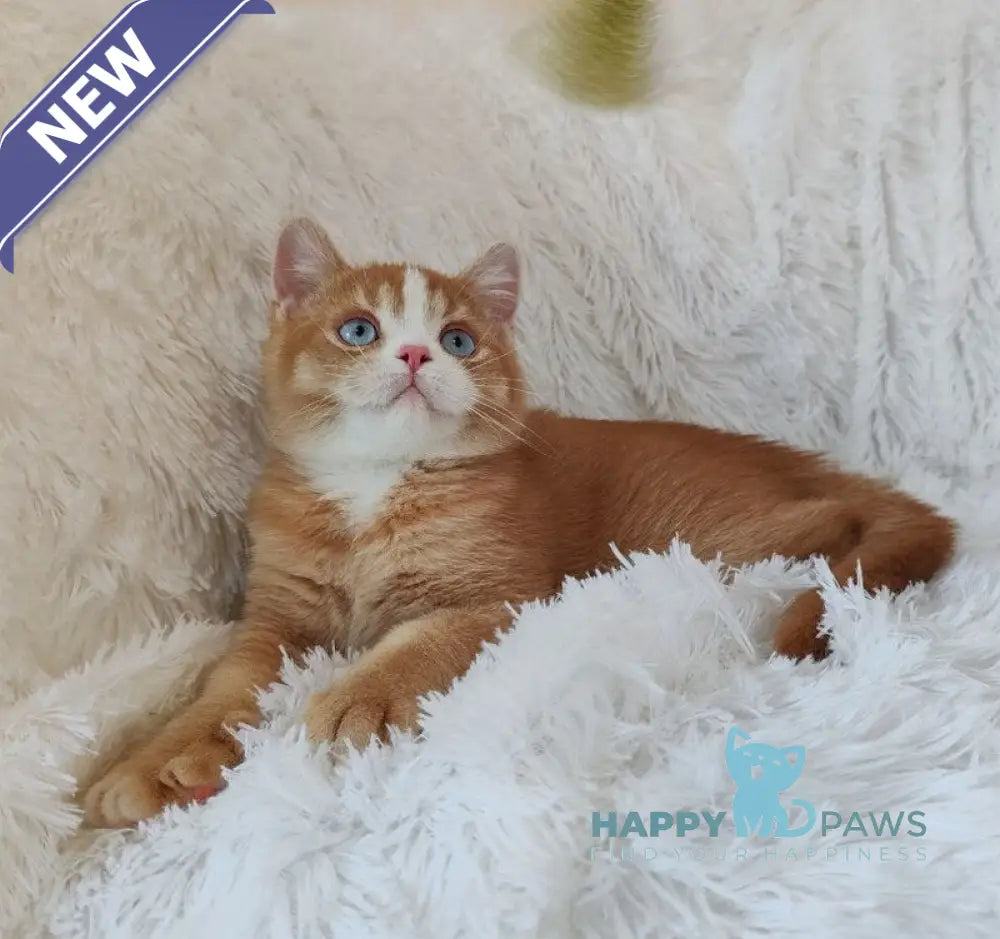 Bob British Shorthair male red live animals