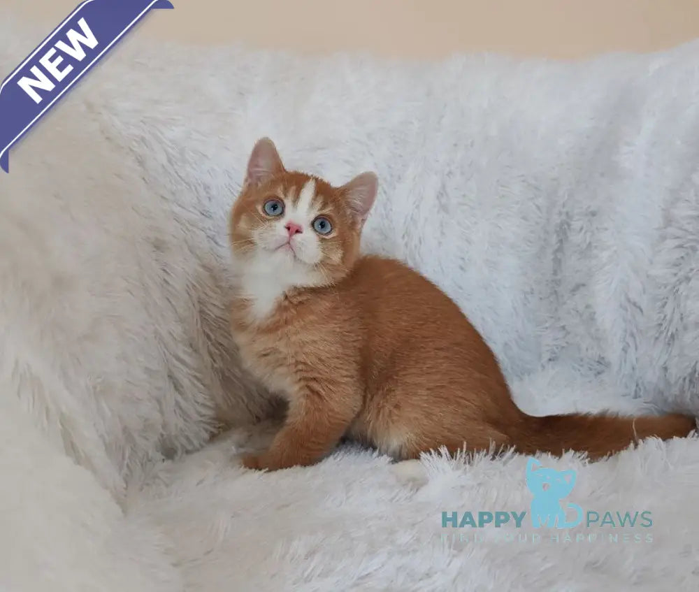 Bob British Shorthair male red live animals