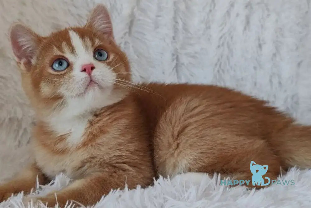 Bob British Shorthair male red live animals