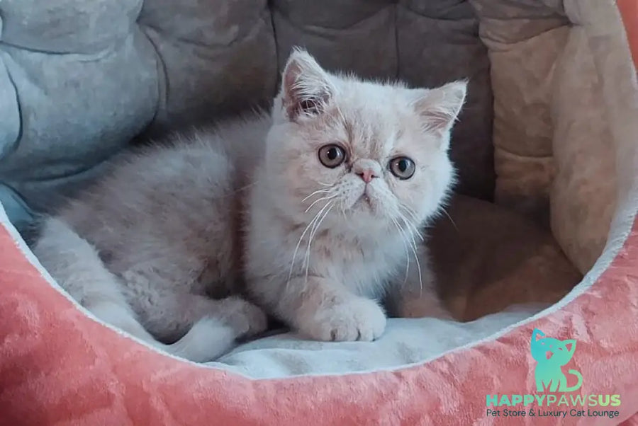 Bob Exotic male cream - live animals