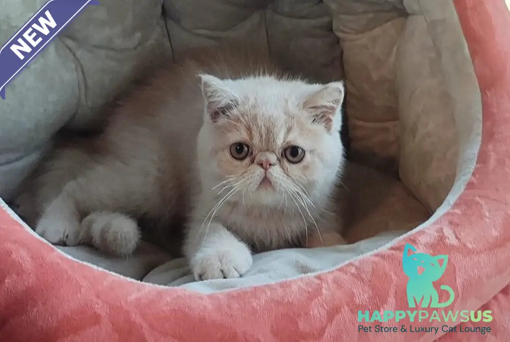 Bob Exotic male cream - live animals