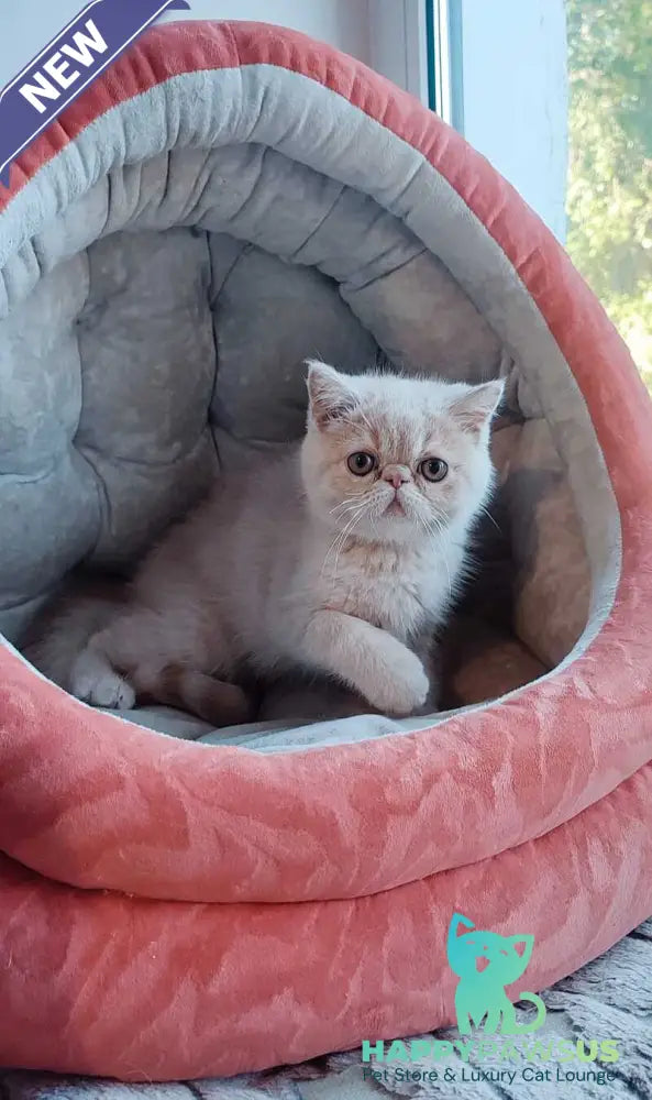 Bob Exotic male cream - live animals