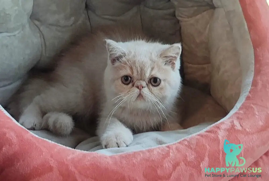 Bob Exotic male cream - live animals