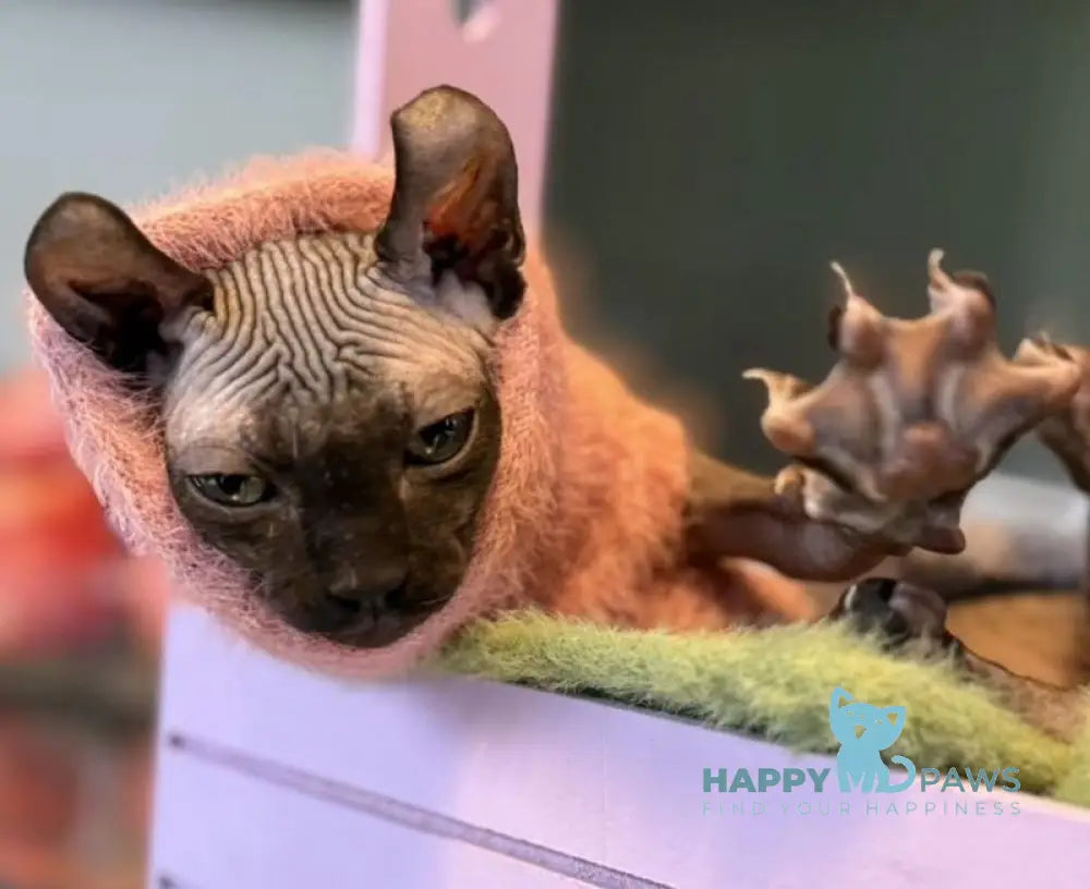 Bobby Elf male black live animals