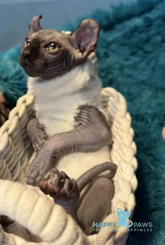 Bobby Elf male black live animals