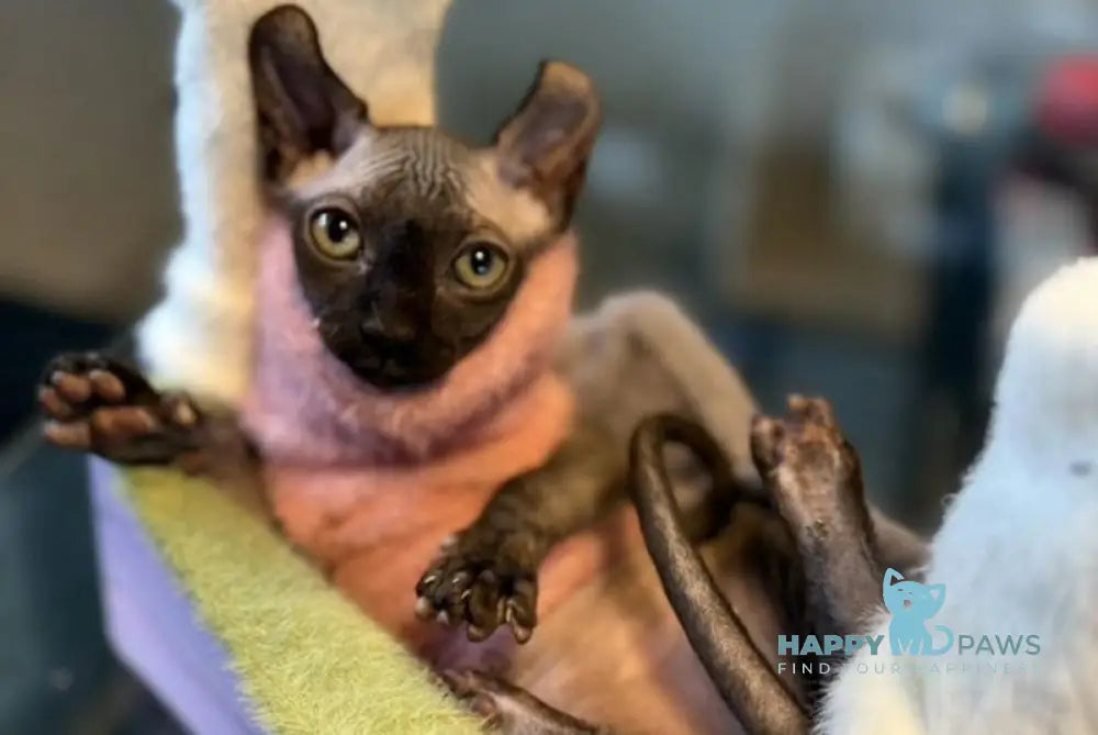 Bobby Elf male black live animals