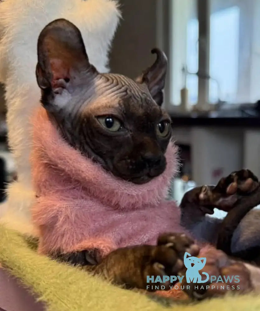 Bobby Elf male black live animals