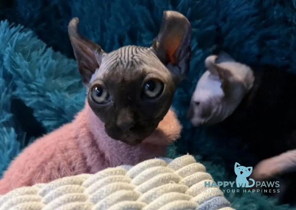 Bobby Elf male black live animals