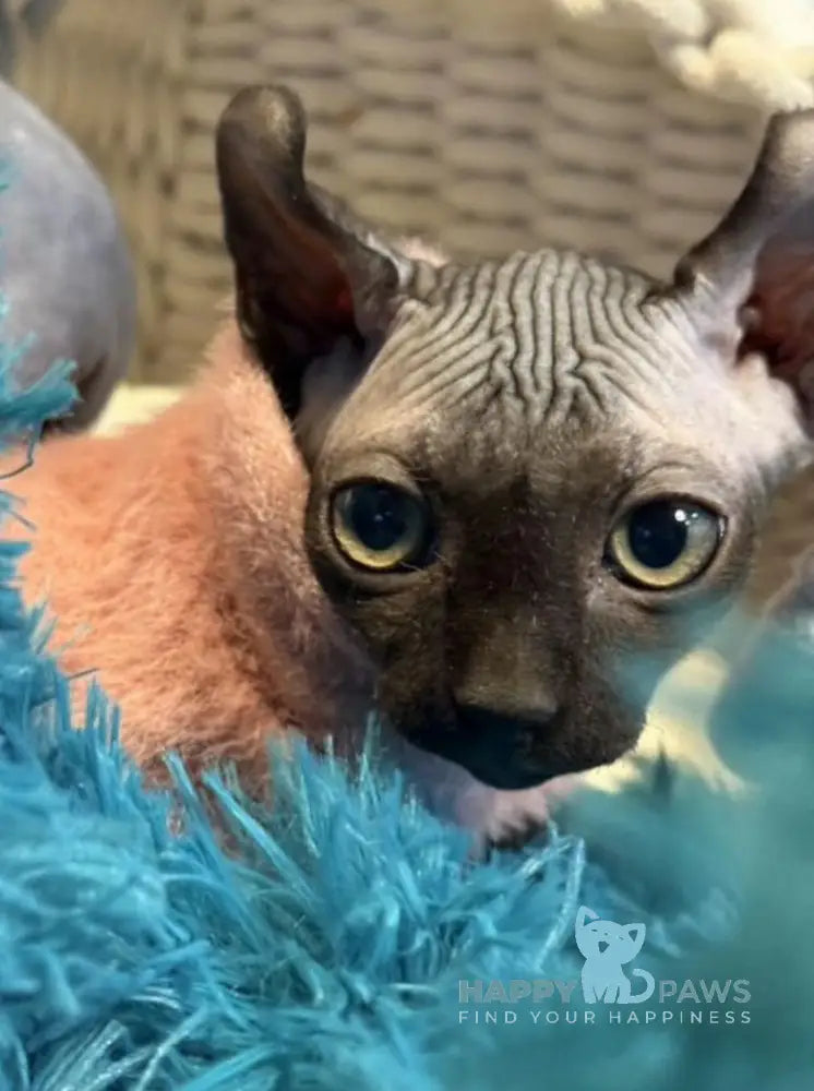 Bobby Elf male black live animals