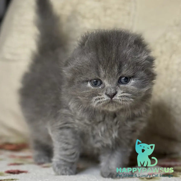 Bobby Scottish Fold male blue - live animals