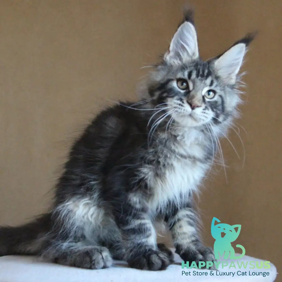 Bogard Maine Coon male black tabby - live animals