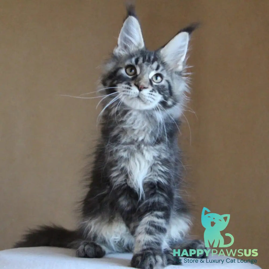Bogard Maine Coon male black tabby - live animals