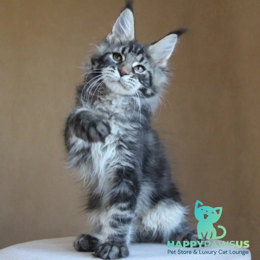 Bogard Maine Coon male black tabby - live animals