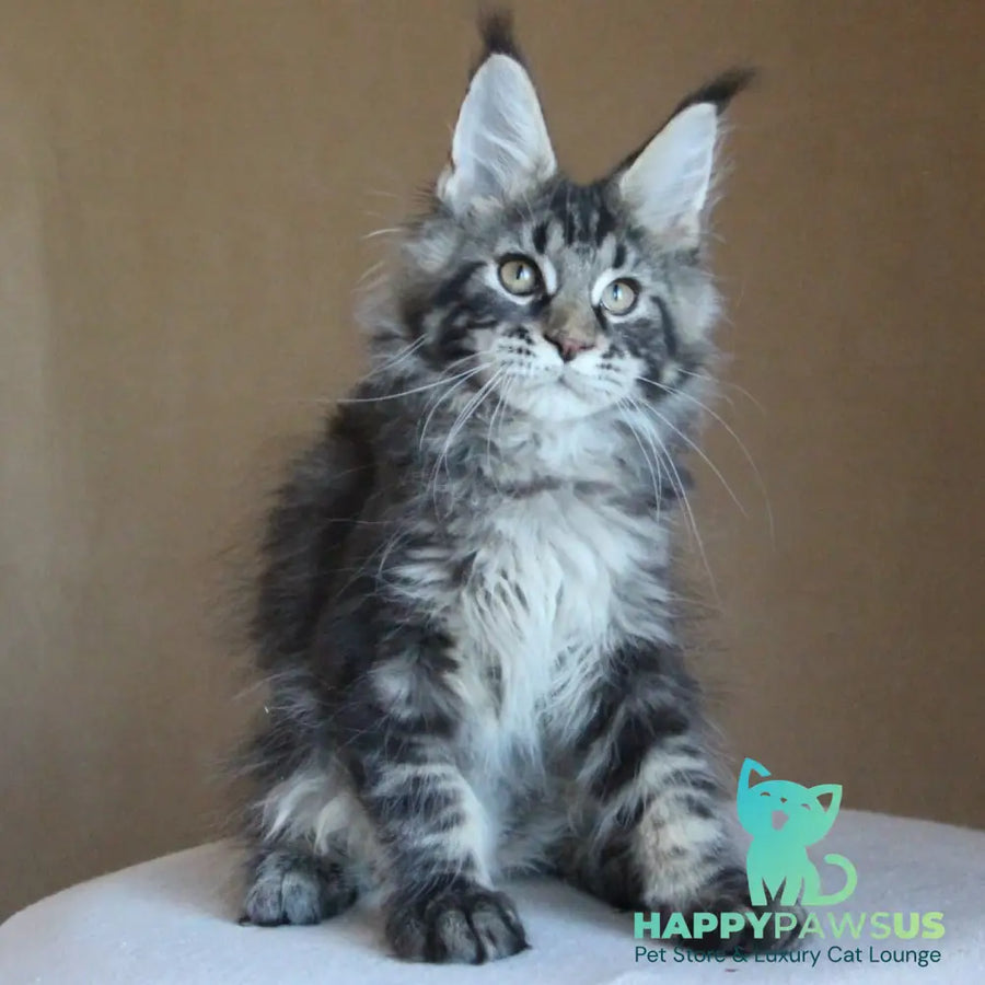 Bogard Maine Coon male black tabby - live animals