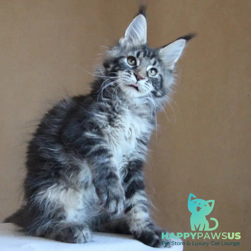Bogard Maine Coon male black tabby - live animals
