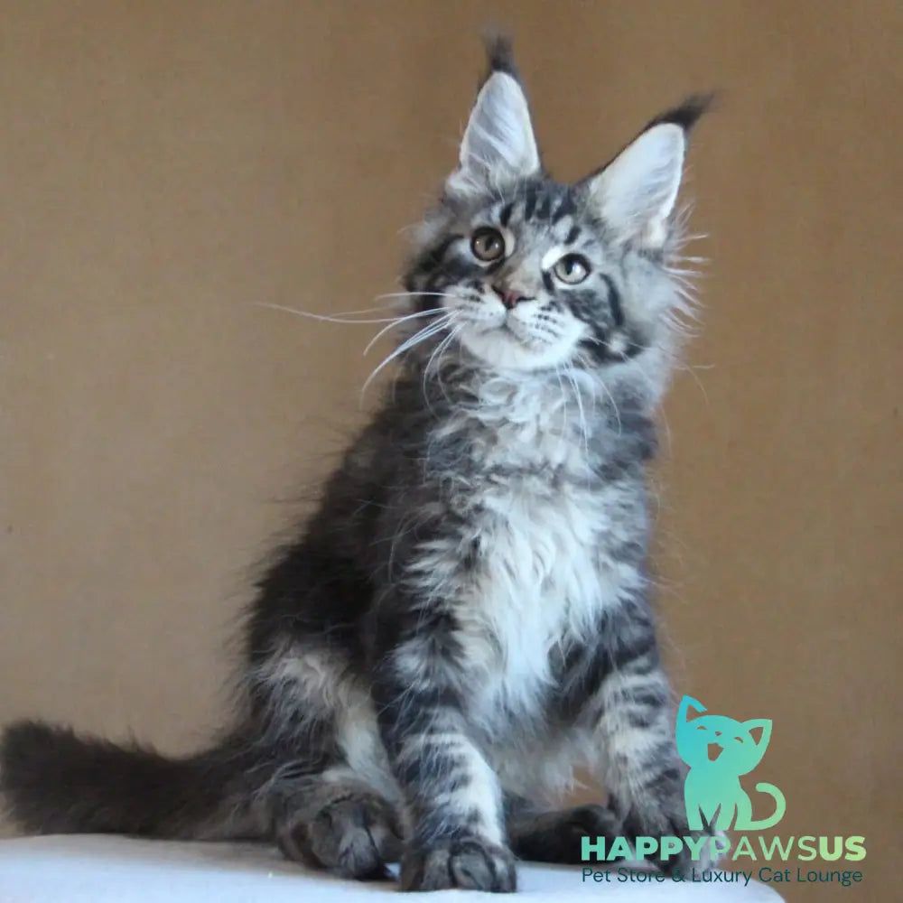 Bogard Maine Coon male black tabby - live animals