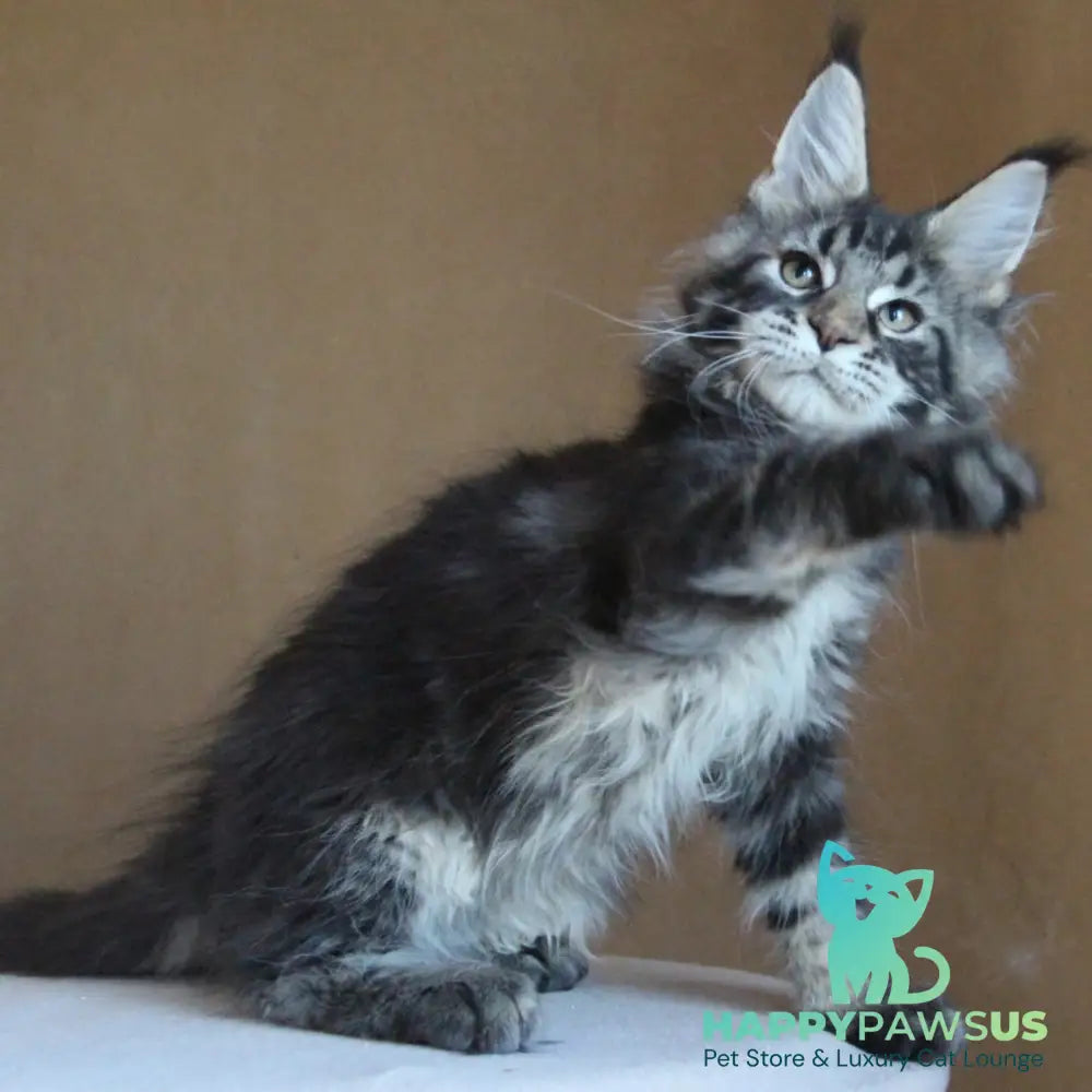 Bogard Maine Coon male black tabby - live animals