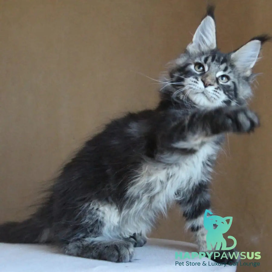 Bogard Maine Coon male black tabby - live animals