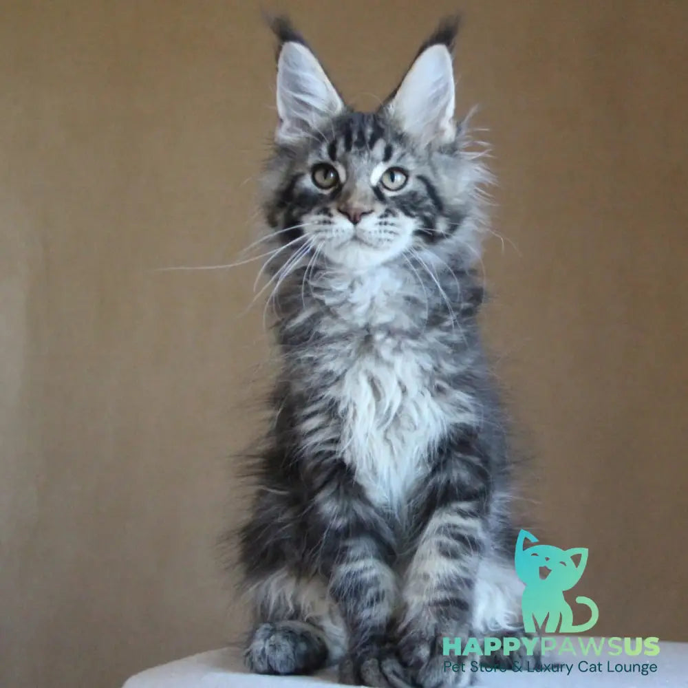 Bogard Maine Coon male black tabby - live animals