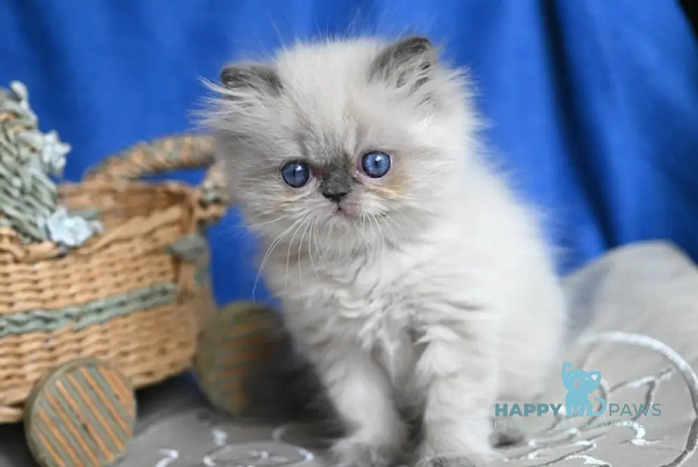 Bogdanchik Persian male blue pointed live animals