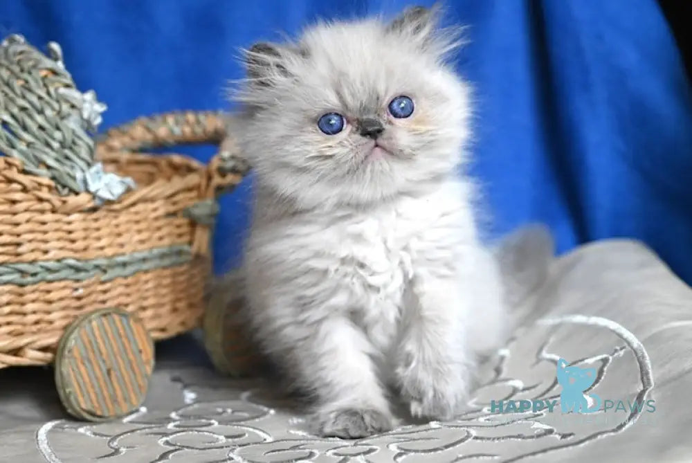 Bogdanchik Persian male blue pointed live animals