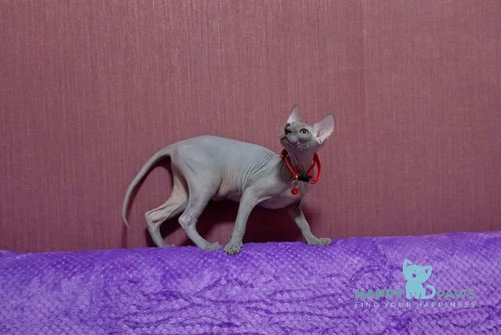 Bogema Canadian Sphynx female blue live animals